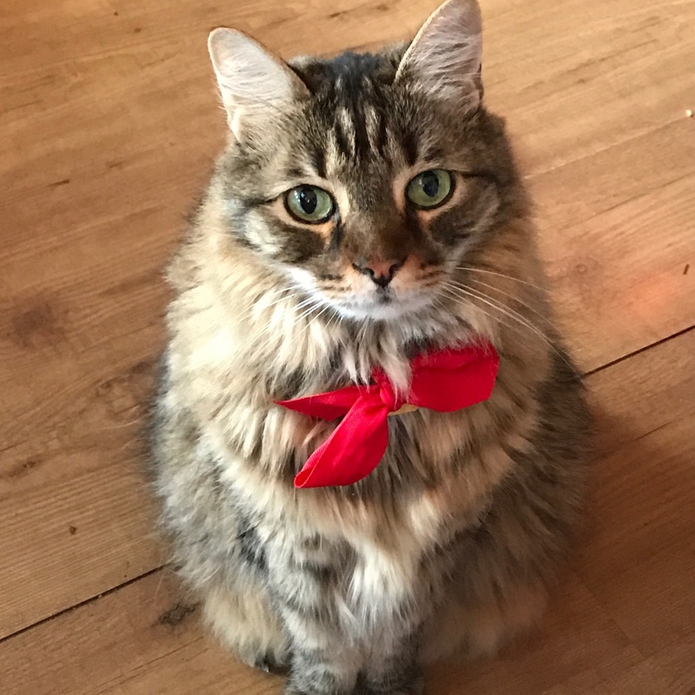 Meet your Posher, Pamela